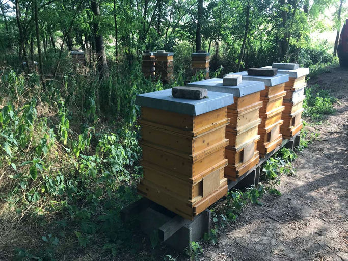 Sonnenblumenhonig aus dem Weinviertel Bild 3