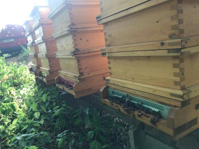 Sonnenblumenhonig aus dem Weinviertel Bild 4