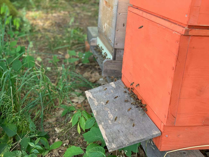 Honig sammeln Bild 3