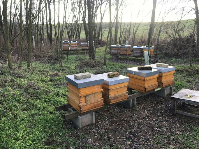 GEHTS DEN BIENEN GUT, GEHTS UNS ALLEN GUT! Bild 4
