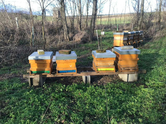 GEHTS DEN BIENEN GUT, GEHTS UNS ALLEN GUT! Bild 5
