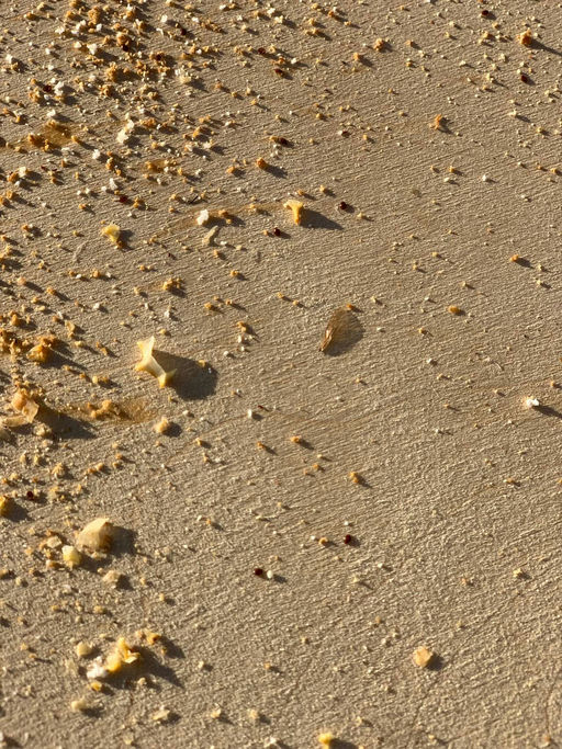 Varroakontrolle Bild 1