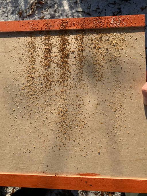 Varroakontrolle Bild 2