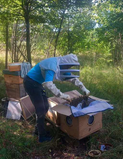 Bienenschwarm eingetroffen