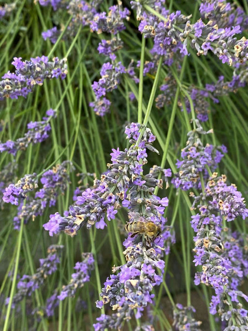 Propolisernte und Varroabehandlung Bild 2