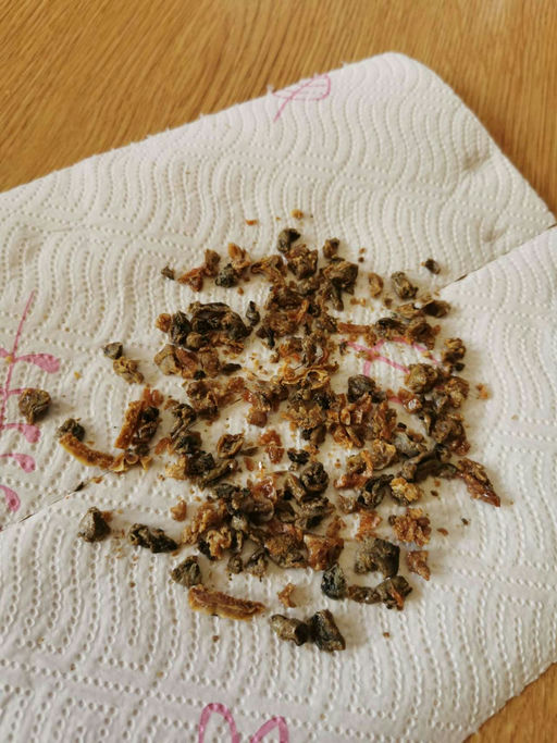 Propolisernte und Varroabehandlung Bild 4