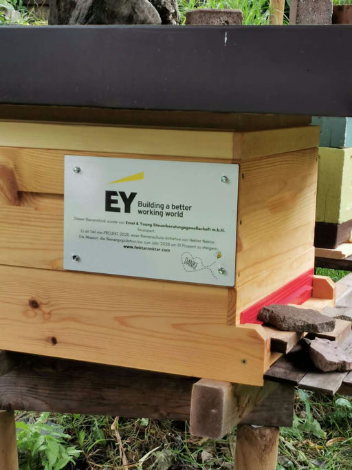 Propolisernte und Varroabehandlung Bild 6