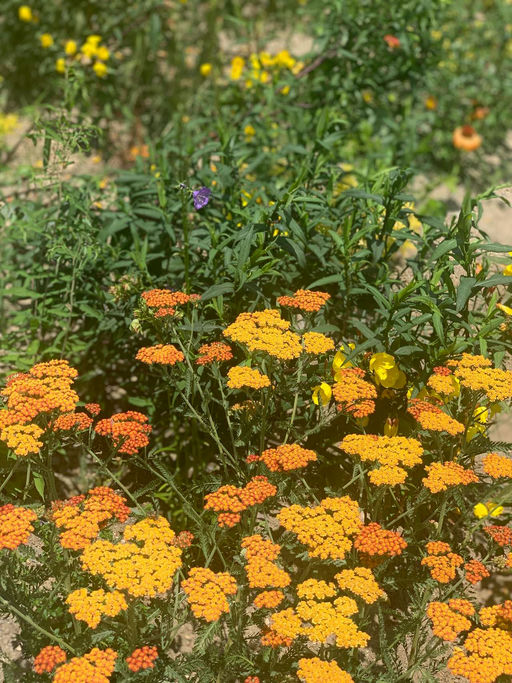 Honig sammeln Bild 1