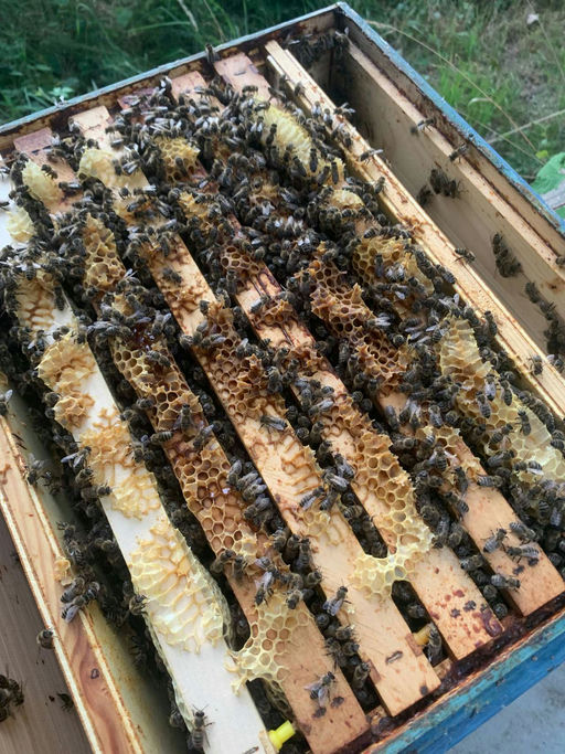 Honig sammeln Bild 2