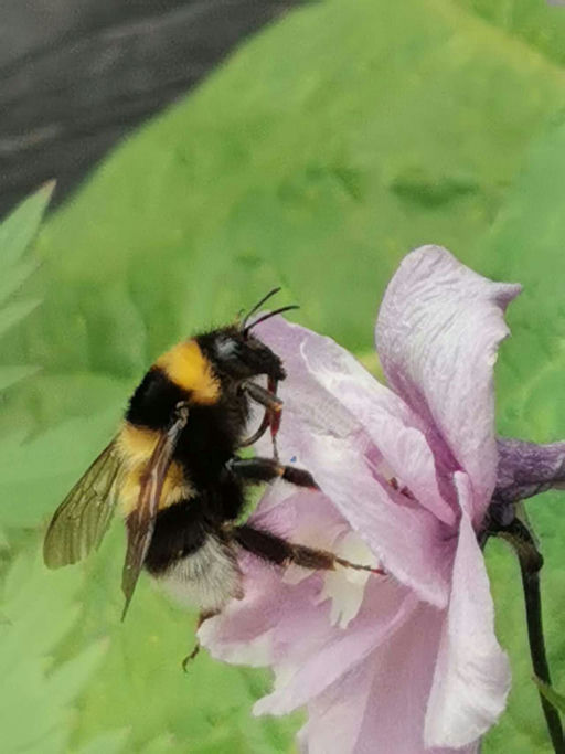 Erste Varroabehandlung Bild 1