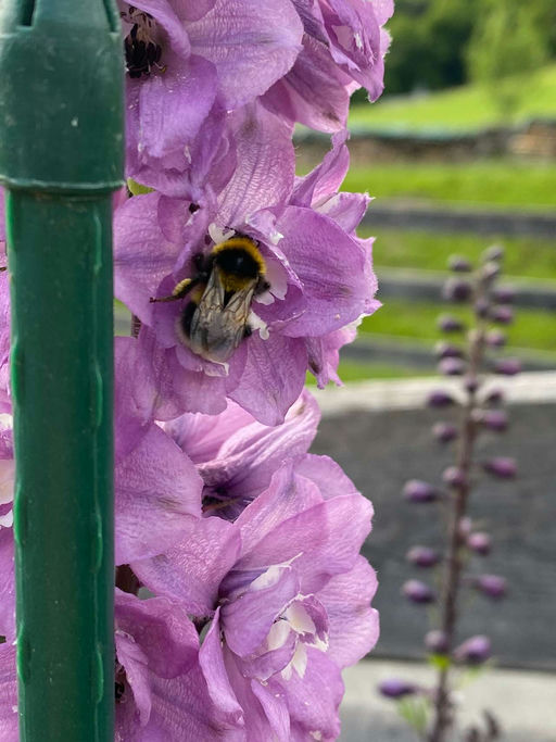 Erste Varroabehandlung Bild 2