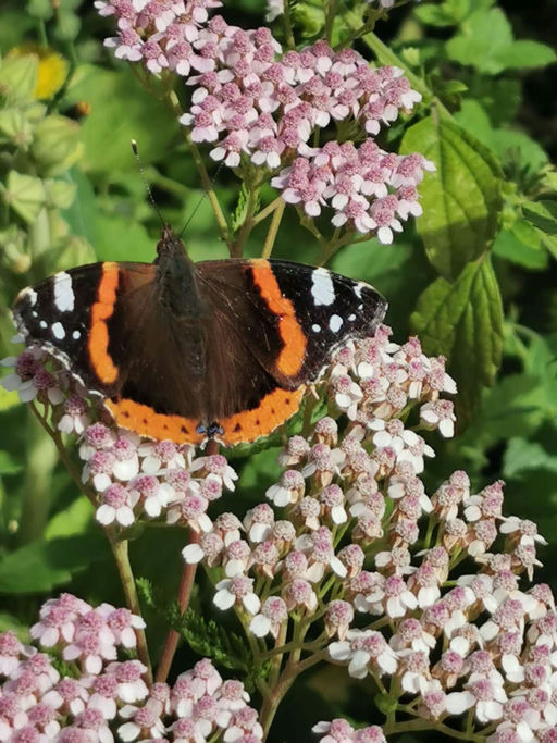 Erste Varroabehandlung Bild 3