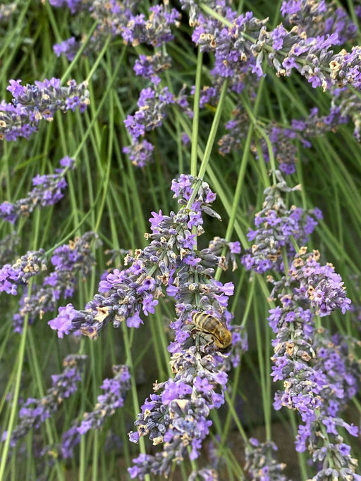 Erste Varroabehandlung Bild 4