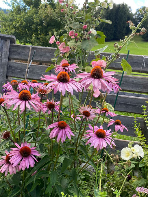 Erste Varroabehandlung Bild 5