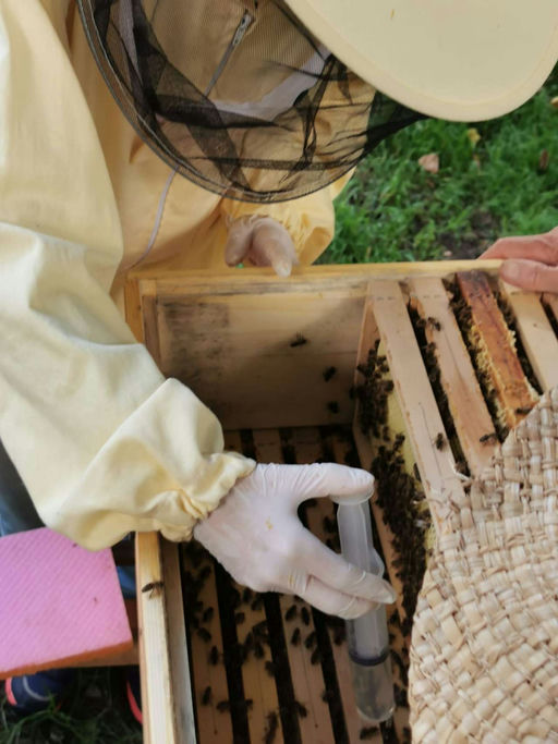 Erste Varroabehandlung Bild 7