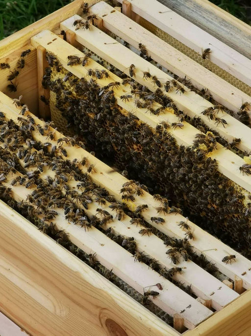 Erste Varroabehandlung Bild 8