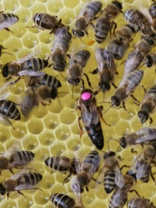 Erste Varroabehandlung Bild 9